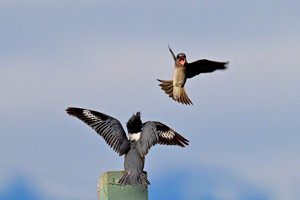 Purple Martin